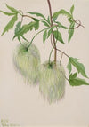 Single-Leaf Pine (Pinus monophylla) (ca. 1930s)