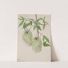 Plant Study (1939) by Mary Vaux Walcott