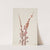 Plant Study (1939) by Mary Vaux Walcott