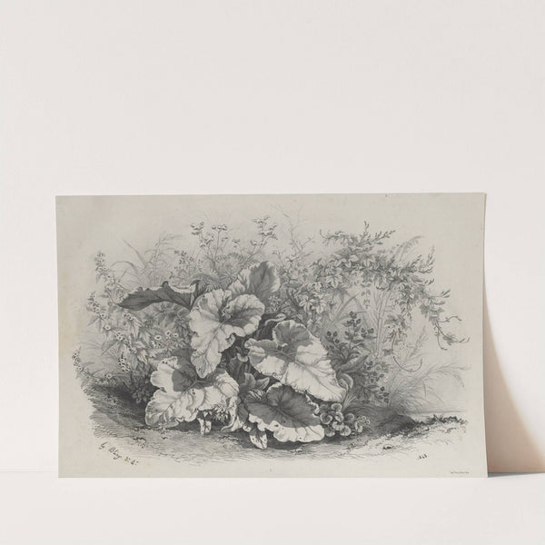 Plant Study from Group of Various Plants Drawn and Lithographed after Nature (1848) by Eugene Blery