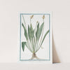 Plantago bulbosa, quimque nervia, latifolia, spica oblonga capillata - Piantaggine - Plantain by Giorgio Bonelli