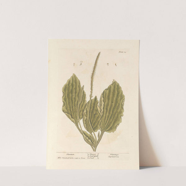 Plantain by Elizabeth Blackwell