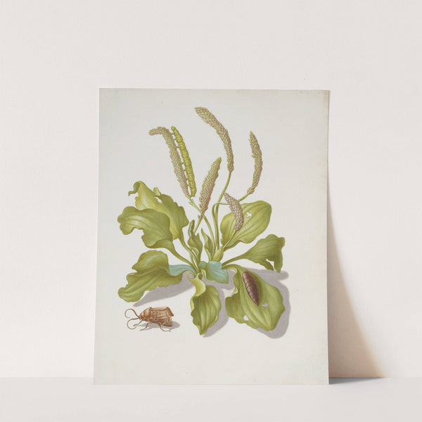 Plantain with Metamorphosis of the Brigh-Line Brown-Eye (after 1679) by Maria Sibylla Merian
