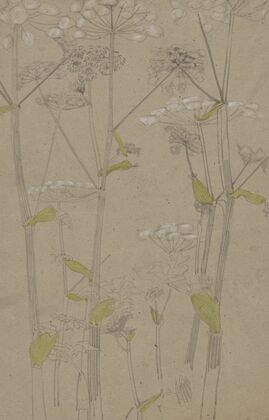 Plantenstudie