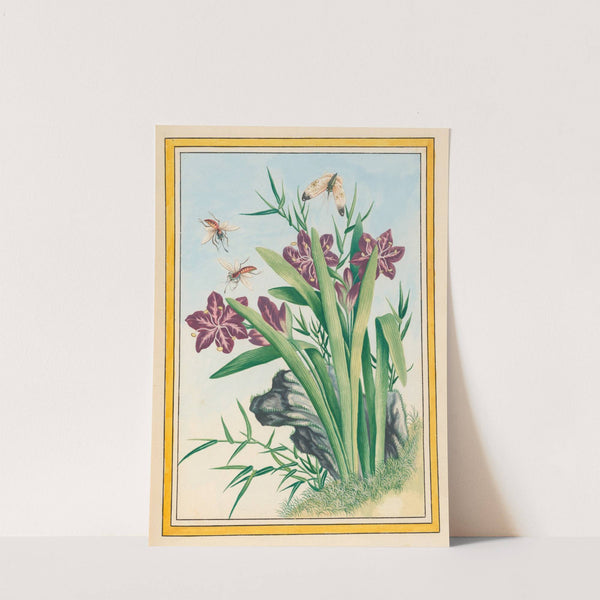 Plantes de Chine Pl.036 (1776) by Pierre Joseph Buchoz