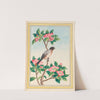 Plantes de Chine Pl.046 (1776) by Pierre Joseph Buchoz