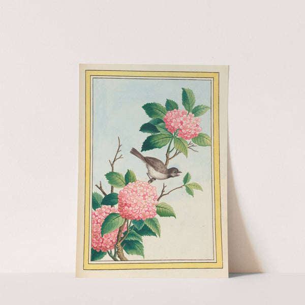 Plantes de Chine Pl.070 (1776) by Pierre Joseph Buchoz