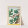 Plantes de Chine Pl.093 (1776) by Pierre Joseph Buchoz