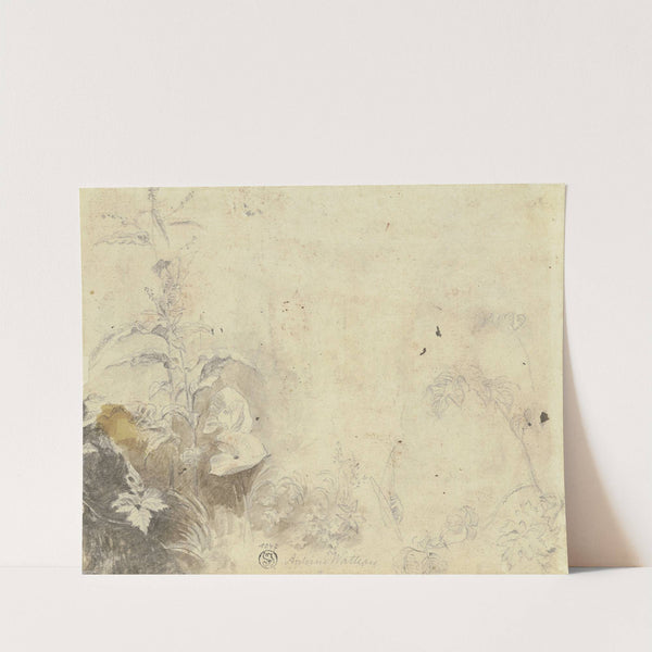 Plants by Jean-Antoine Watteau