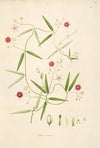 Plants of the coast of Coromandel Pl.011