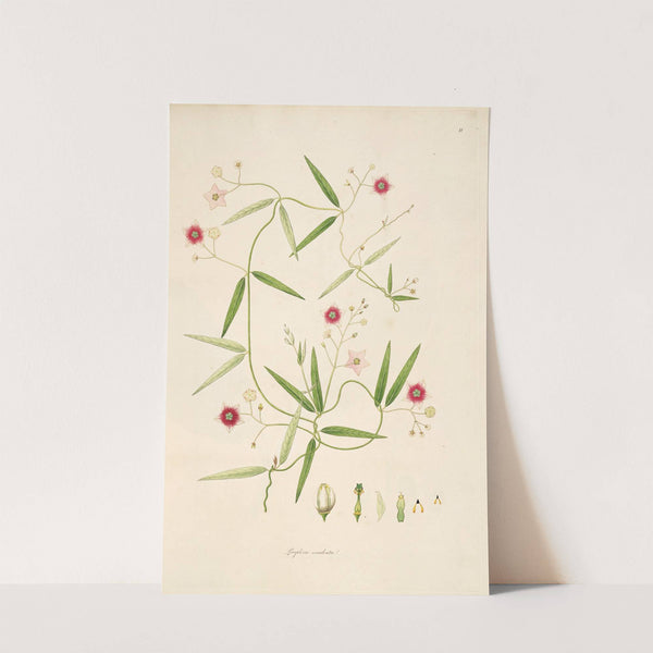 Plants of the coast of Coromandel Pl.011 by William Roxburgh