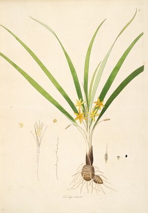 Plants of the coast of Coromandel Pl.013