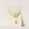 Plants of the coast of Coromandel Pl.013 by William Roxburgh