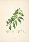 Plants of the coast of Coromandel Pl.014
