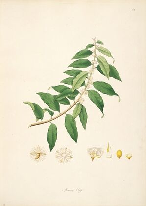 Plants of the coast of Coromandel Pl.014