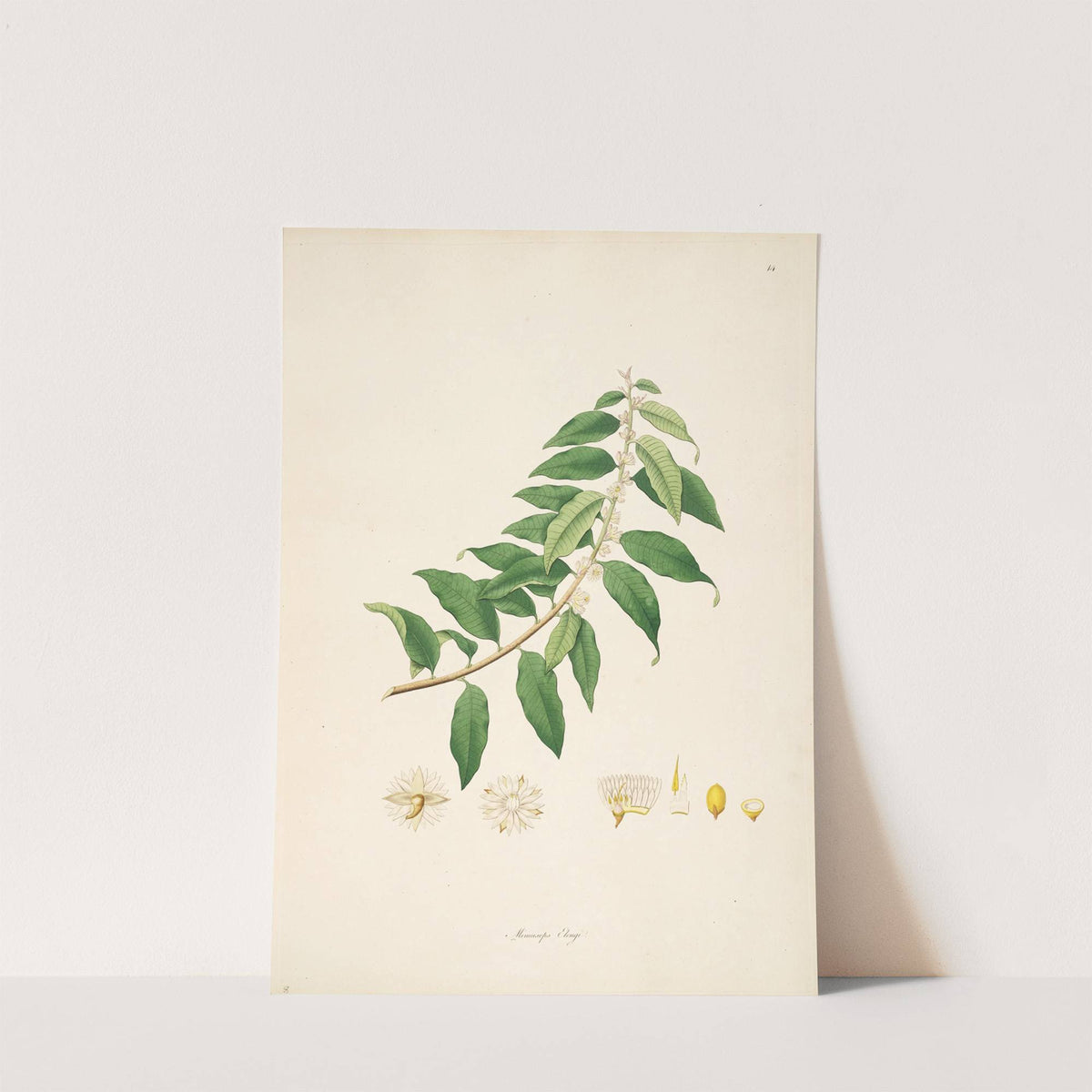 Plants of the coast of Coromandel Pl.014 by William Roxburgh
