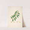 Plants of the coast of Coromandel Pl.014 by William Roxburgh