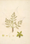 Plants of the coast of Coromandel Pl.024
