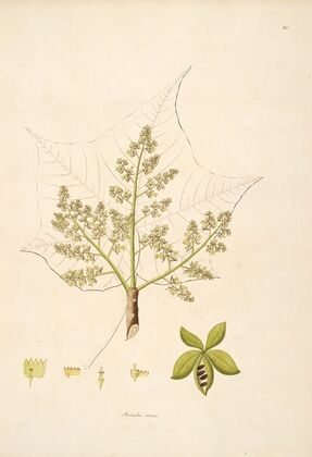 Plants of the coast of Coromandel Pl.024