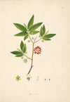 Plants of the coast of Coromandel Pl.033