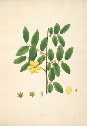 Plants of the coast of Coromandel Pl.036