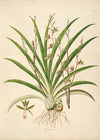 Plants of the coast of Coromandel Pl.038