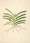 Plants of the coast of Coromandel Pl.043