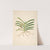 Plants of the coast of Coromandel Pl.043 by William Roxburgh