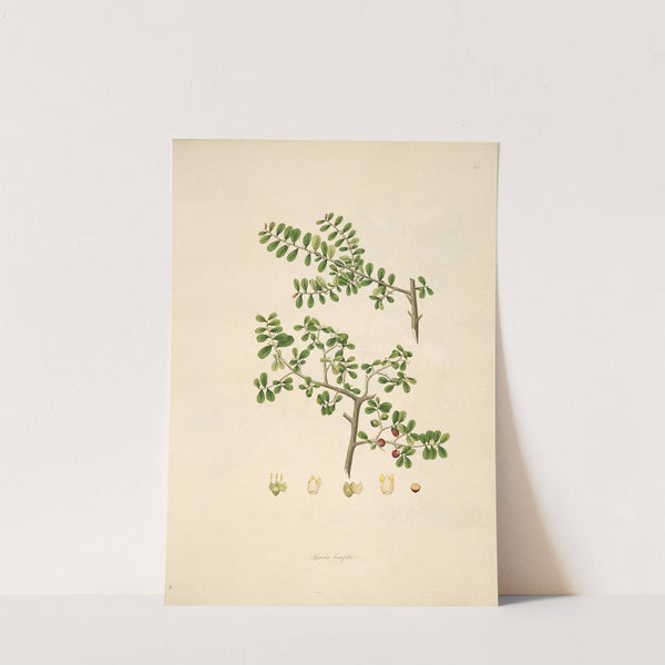 Plants of the coast of Coromandel Pl.045 by William Roxburgh