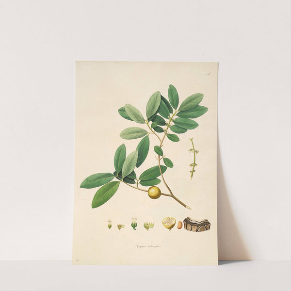 Plants of the coast of Coromandel Pl.046 by William Roxburgh