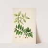 Plants of the coast of Coromandel Pl.048 by William Roxburgh