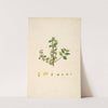 Plants of the coast of Coromandel Pl.051 by William Roxburgh