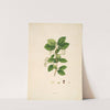 Plants of the coast of Coromandel Pl.056 by William Roxburgh