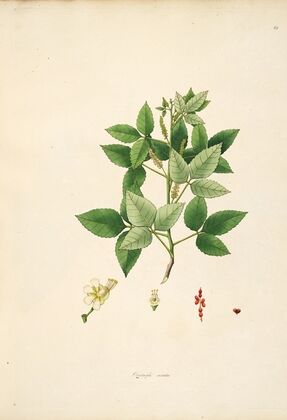 Plants of the coast of Coromandel Pl.061