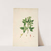 Plants of the coast of Coromandel Pl.061 by William Roxburgh