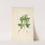Plants of the coast of Coromandel Pl.061 by William Roxburgh