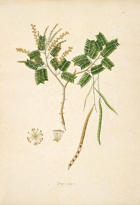 Plants of the coast of Coromandel Pl.063