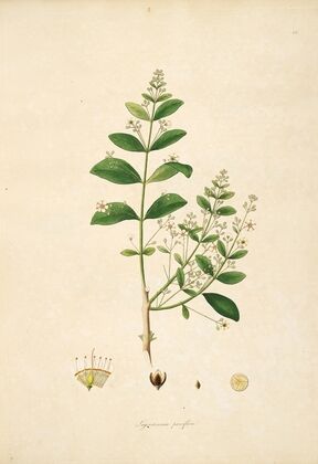 Plants of the coast of Coromandel Pl.066