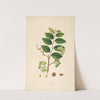 Plants of the coast of Coromandel Pl.078 by William Roxburgh