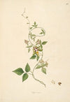Plants of the coast of Coromandel Pl.092