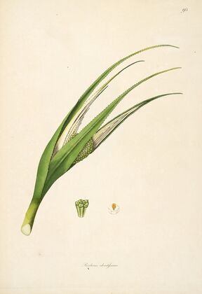 Plants of the coast of Coromandel Pl.095