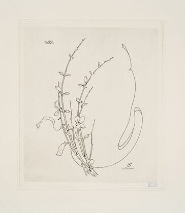 Plat [genêt]. (1866 - 1878)