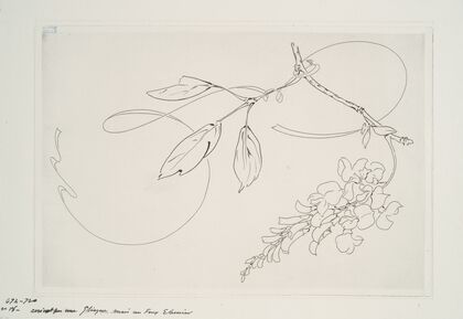 Plat rond (glycine). (1866 - 1878)
