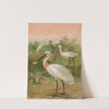 Platalea leucorodia by Johann Friedrich Naumann