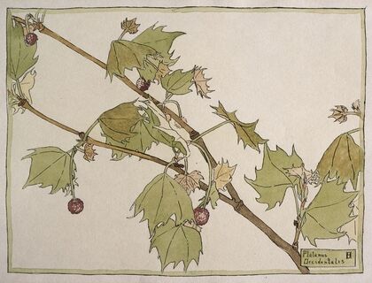 Platanus Occidentalis (Sycamore)
