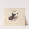 Plate 05; Stag Beetle (1575-1590) by Joris Hoefnagel