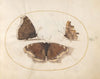 Plate 06; Two Views of a Mourning Cloak (Camberwell Beauty) Butterfly with a Comma Butterfly (1575-1590)