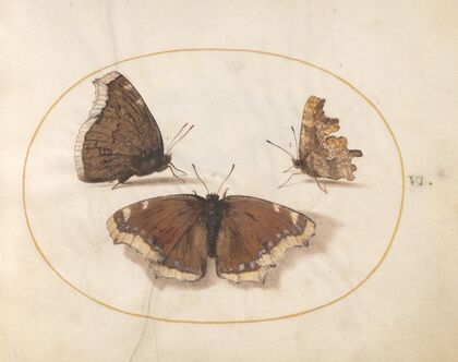 Plate 06; Two Views of a Mourning Cloak (Camberwell Beauty) Butterfly with a Comma Butterfly (1575-1590)