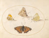 Plate 08; Orange Tip, Painted Lady, Southern Small White, and Small Tortoiseshell Butterflies (1575-1590)