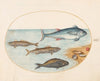 Plate 11; Four Fish and Shells (1575-1590)